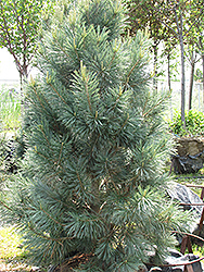 Vanderwolf's Pyramid Pine (Pinus flexilis 'Vanderwolf's Pyramid') at Canadale Nurseries