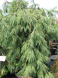 Weeping White Pine (Pinus strobus 'Pendula') at Canadale Nurseries