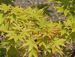 Coral Bark Japanese Maple (Acer palmatum 'Sango Kaku') at Canadale Nurseries