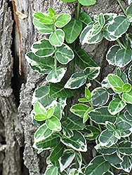 Emerald Gaiety Wintercreeper (Euonymus fortunei 'Emerald Gaiety') at Canadale Nurseries