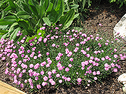 Tiny Rubies Dwarf Mat Pinks (Dianthus gratianopolitanus 'Tiny Rubies') at Canadale Nurseries