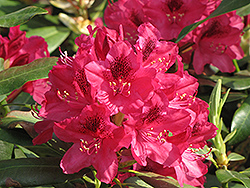 Nova Zembla Rhododendron (Rhododendron 'Nova Zembla') at Canadale Nurseries