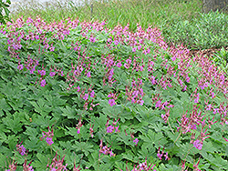 Bevan's Variety Cranesbill (Geranium macrorrhyzum 'Bevan's Variety') at Canadale Nurseries