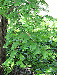 Dawn Redwood (Metasequoia glyptostroboides) at Canadale Nurseries