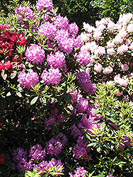 Boursault Rhododendron (Rhododendron catawbiense 'Boursault') at Canadale Nurseries