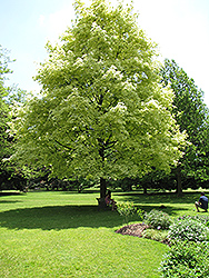 Harlequin Norway Maple (Acer platanoides 'Drummondii') at Canadale Nurseries