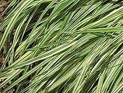 Variegated Moor Grass (Molinia caerulea 'Variegata') at Canadale Nurseries