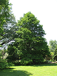 Katsura Tree (Cercidiphyllum japonicum) at Canadale Nurseries