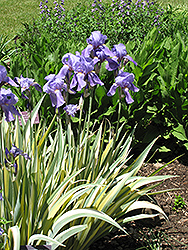 Golden Variegated Sweet Iris (Iris pallida 'Aureovariegata') at Canadale Nurseries