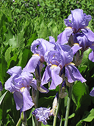 Golden Variegated Sweet Iris (Iris pallida 'Aureovariegata') at Canadale Nurseries