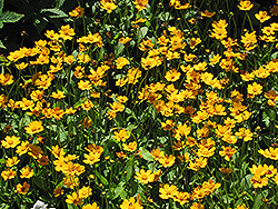 Dwarf Tickseed (Coreopsis auriculata 'Nana') at Canadale Nurseries