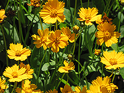 Dwarf Tickseed (Coreopsis auriculata 'Nana') at Canadale Nurseries