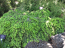Cole's Prostrate Hemlock (Tsuga canadensis 'Cole's Prostrate') at Canadale Nurseries