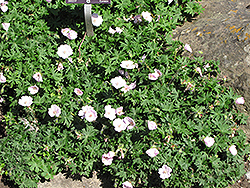 Striated Cranesbill (Geranium sanguineum 'var. striatum') at Canadale Nurseries