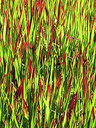 Red Baron Japanese Blood Grass (Imperata cylindrica 'Red Baron') at Canadale Nurseries