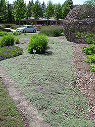 Wooly Thyme (Thymus pseudolanuginosis) at Canadale Nurseries