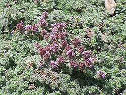Wooly Thyme (Thymus pseudolanuginosis) at Canadale Nurseries