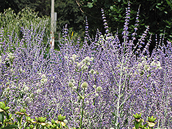 Little Spire Russian Sage (Perovskia 'Little Spire') at Canadale Nurseries