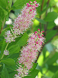 Ruby Spice Summersweet (Clethra alnifolia 'Ruby Spice') at Canadale Nurseries