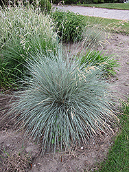 Blue Oat Grass (Helictotrichon sempervirens) at Canadale Nurseries