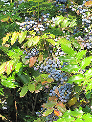 Oregon Grape (Mahonia aquifolium) at Canadale Nurseries