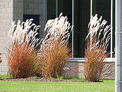 Flame Grass (Miscanthus sinensis 'Purpurascens') at Canadale Nurseries