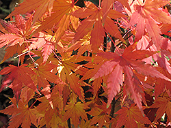 Orange Dream Japanese Maple (Acer palmatum 'Orange Dream') at Canadale Nurseries