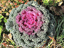 Purple Ruffles Kale (Brassica oleracea var. acephala 'Purple Ruffles') at Canadale Nurseries
