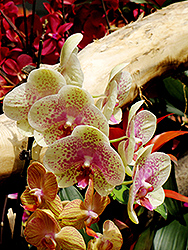 Freckles Orchid (Phalaenopsis 'Freckles') at Canadale Nurseries