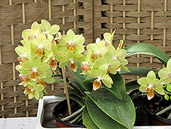 Hybrid Moth Orchid (Phalaenopsis x hybrida) at Canadale Nurseries