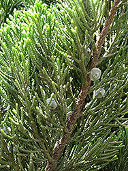 Kaizuka Juniper (Juniperus chinensis 'Kaizuka') at Canadale Nurseries