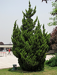 Kaizuka Juniper (Juniperus chinensis 'Kaizuka') at Canadale Nurseries
