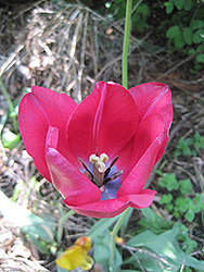 Apeldoorn Tulip (Tulipa 'Apeldoorn') at Canadale Nurseries