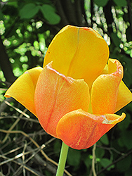 Oxford Elite Tulip (Tulipa 'Oxford Elite') at Canadale Nurseries