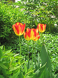 Antoinette Tulip (Tulipa 'Antoinette') at Canadale Nurseries