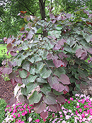 Forest Pansy Redbud (Cercis canadensis 'Forest Pansy') at Canadale Nurseries