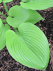 Sum and Substance Hosta (Hosta 'Sum and Substance') at Canadale Nurseries