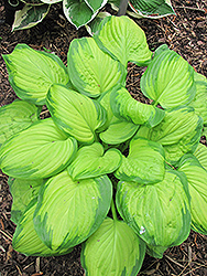 Stained Glass Hosta (Hosta 'Stained Glass') at Canadale Nurseries