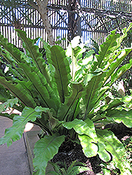 Bird's Nest Fern (Asplenium nidus) at Canadale Nurseries