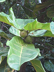 Fiddle Leaf Fig (Ficus lyrata) at Canadale Nurseries