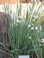 Paperwhites (Narcissus papyraceus) at Canadale Nurseries