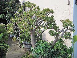 Jade Plant (Crassula ovata) at Canadale Nurseries