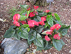 Anthurium (Anthurium andraeanum) at Canadale Nurseries
