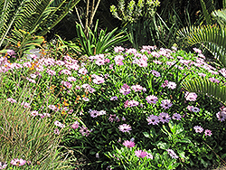 Soprano Light Purple African Daisy (Osteospermum 'Soprano Light Purple') at Canadale Nurseries