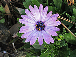 Soprano Light Purple African Daisy (Osteospermum 'Soprano Light Purple') at Canadale Nurseries