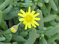 Little Pickles (Othonna capensis) at Canadale Nurseries