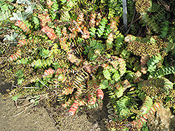 String Of Buttons (Crassula perforata) at Canadale Nurseries