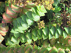 String Of Buttons (Crassula perforata) at Canadale Nurseries
