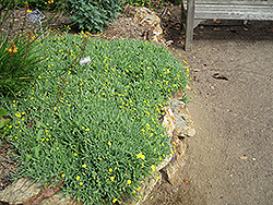 Little Pickles (Othonna capensis) at Canadale Nurseries