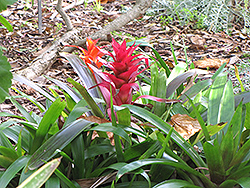 Guzmania Bromeliad (Guzmania lingulata) at Canadale Nurseries